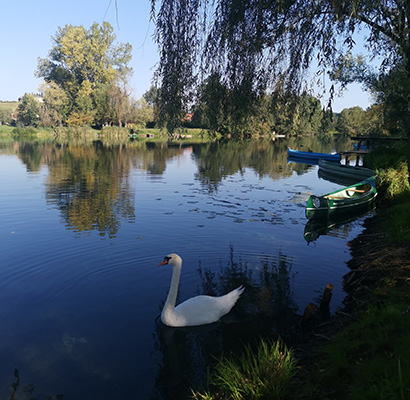 Mrežnička Fantazija